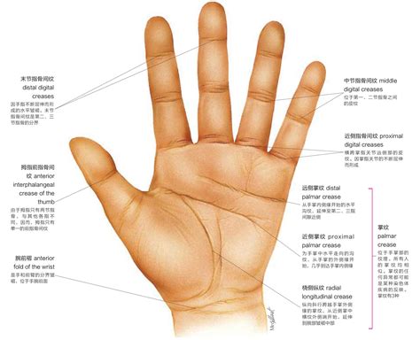 大拇指指節幾道紋